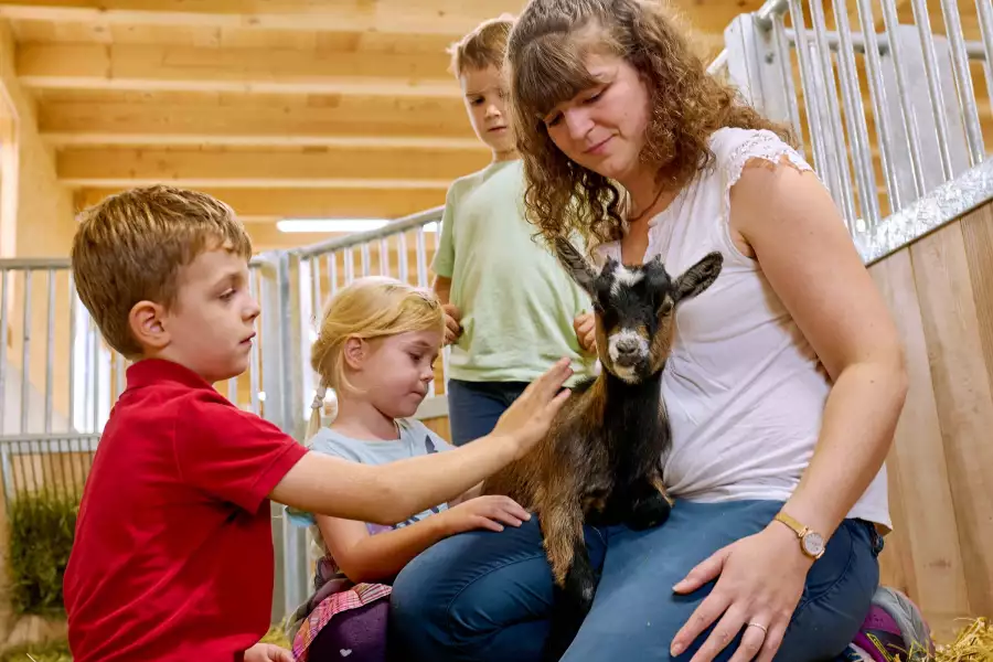 Ziegen Perlhühner Kaninchen Ponys Alpakas im Streichelzoo am Kirchmaier Urlaubshof