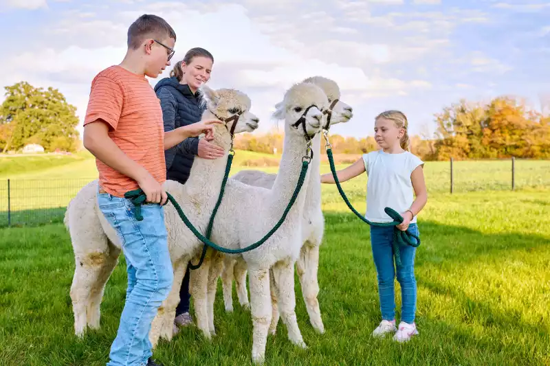 Auf Tuchfühlung mit den Alpakas am Kirchmaier Urlaubshof Bayern