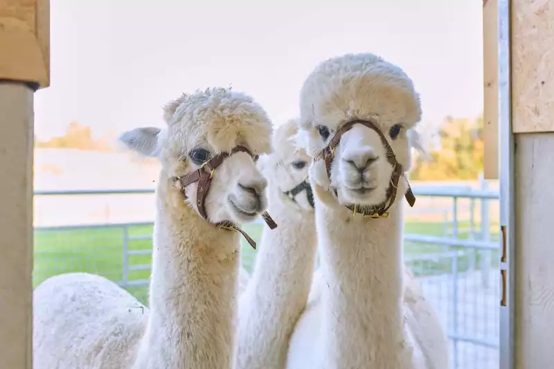 Ferienwohnungen direkt am Chiemsee