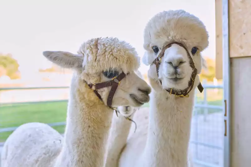Ferienwohnungen direkt am Chiemsee