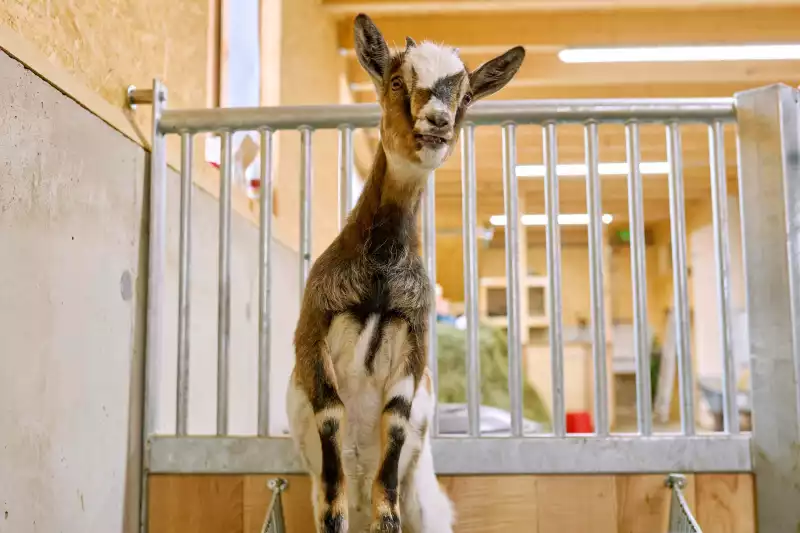 Ferienwohnungen direkt am Chiemsee