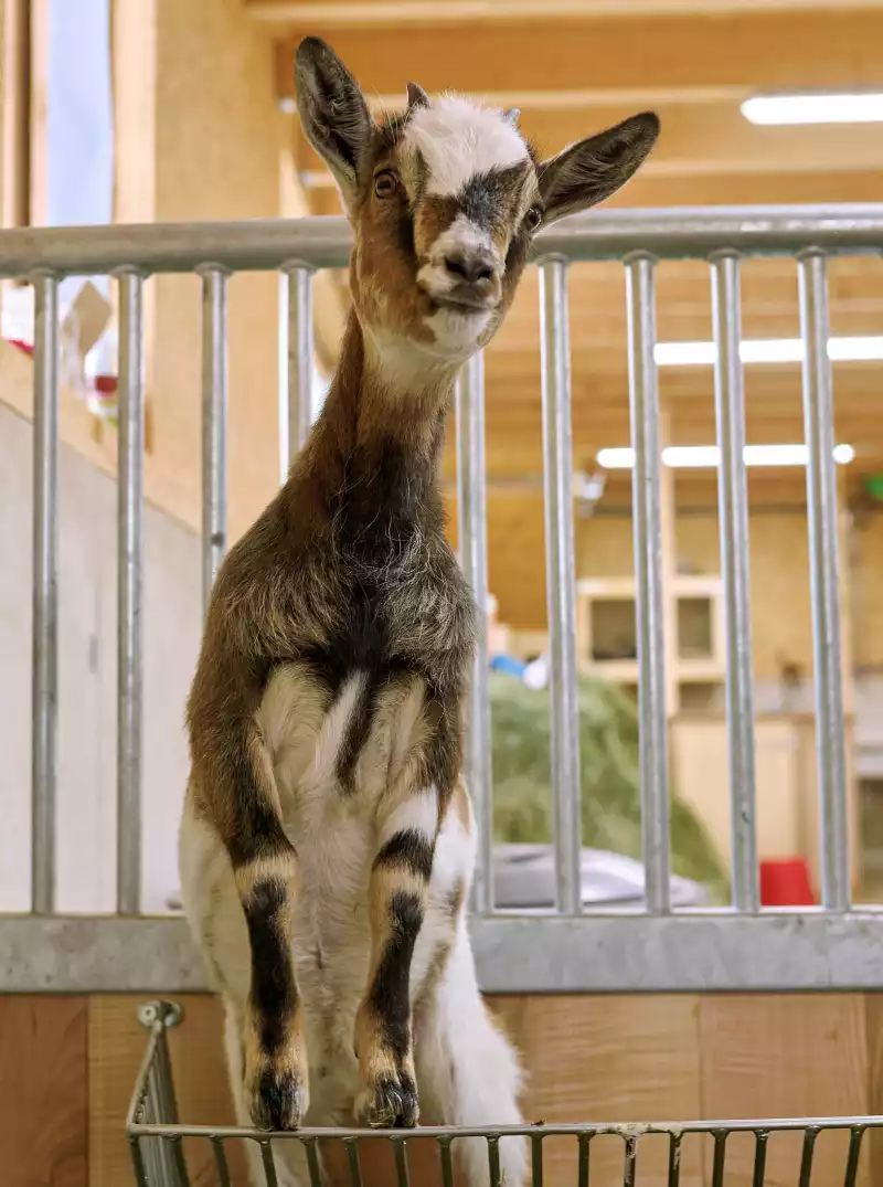 Abenteuer erleben mit Tieren zum Anfassen am Bauernhof