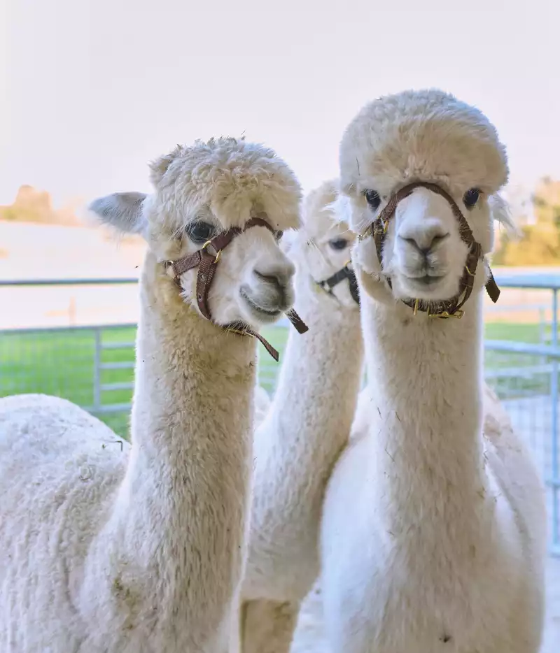 Alpakas strahlen Ruhe aus und sind kuschelige Weggefährten